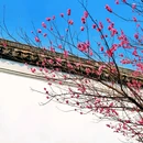 八大山人梅湖景区 - 南昌市旅游 缩略图 7