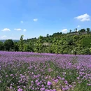 鹿山公园 - 重庆市旅游 缩略图 5