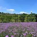 鹿山公园 - 重庆市旅游 缩略图 6