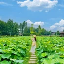 安西镇千亩荷塘 - 成都市旅游 缩略图 2