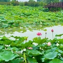 安西镇千亩荷塘 - 成都市旅游 缩略图 4