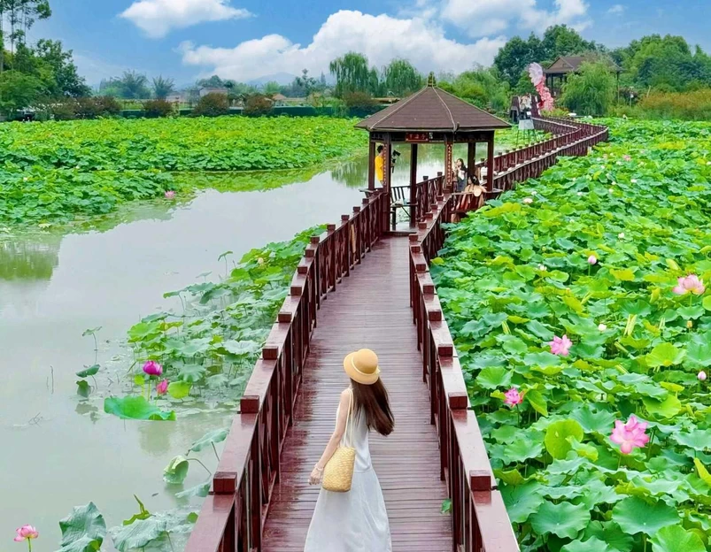 安西镇千亩荷塘 - 成都市旅游 1