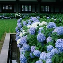 光明寺 - 眉山市旅游 缩略图 4