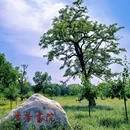 圆明园遗址公园 - 北京市旅游 缩略图 3