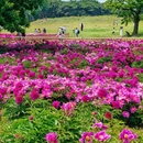 圆明园遗址公园 - 北京市旅游 缩略图 1