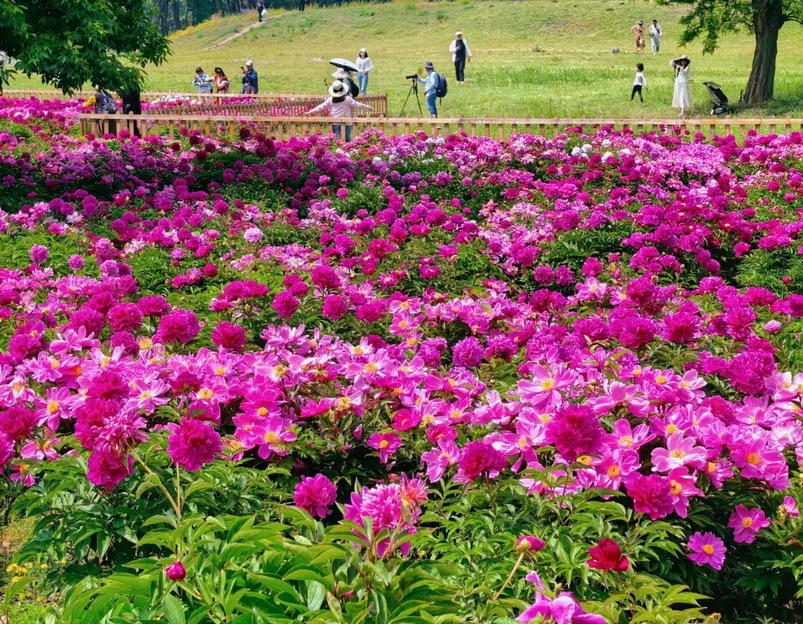 圆明园遗址公园 - 北京市旅游 1