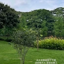 大墩村 - 佛山市旅游 缩略图 9