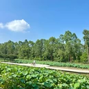 东涌绿道湿地公园驿站 - 广州旅游 缩略图 4