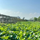 东涌绿道湿地公园驿站 - 广州旅游 缩略图 7