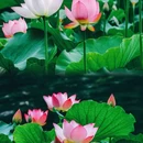 荔湾湖公园 - 广州市旅游 缩略图 6