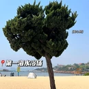 青岛栈桥 - 青岛市旅游 缩略图 9