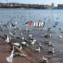 青岛栈桥 - 青岛市旅游 缩略图 6