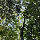 紫金山 - 南京市旅游 缩略图 3