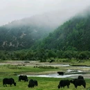 大经幡 - 迪庆藏族自治州旅游 缩略图 9