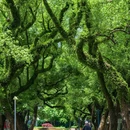 中山公园 - 佛山市旅游 缩略图 2