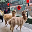 窝窝萌宠森友会·亲子·情侣互动(世界之窗店) - 深圳市旅游 缩略图 3