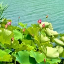 月湖公园 - 长沙市旅游 缩略图 3