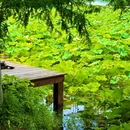 月湖公园 - 长沙市旅游 缩略图 2