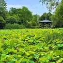 月湖公园 - 长沙市旅游 缩略图 4