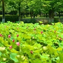 月湖公园 - 长沙市旅游 缩略图 8