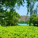 月湖公园 - 长沙市旅游 缩略图 7