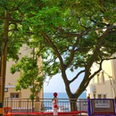 小麦岛公园 - 青岛市旅游 缩略图 4