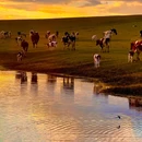 额尔古纳湿地 - 呼伦贝尔市旅游 缩略图 4