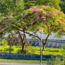 中山市树木园 - 中山市旅游 缩略图 1