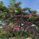 中山市树木园 - 中山市旅游 缩略图 7