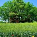 成都香格里拉 - 成都市旅游 缩略图 1