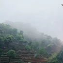 安吉白茶博物馆 - 湖州市旅游 缩略图 7
