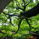 虎跑公园 - 杭州市旅游 缩略图 2