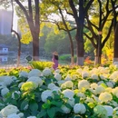 南京绣球公园 - 南京市旅游 缩略图 5