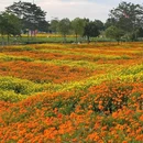 听音湖 - 佛山市旅游 缩略图 3