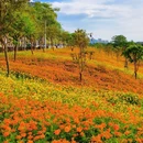 听音湖 - 佛山市旅游 缩略图 6