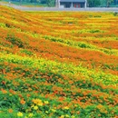听音湖 - 佛山市旅游 缩略图 4