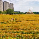 听音湖 - 佛山市旅游 缩略图 7