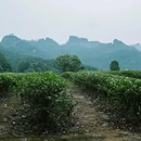 武夷山风景名胜区-九曲溪 - 南平市旅游 缩略图 4