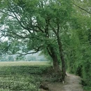 武夷山风景名胜区-九曲溪 - 南平市旅游 缩略图 5