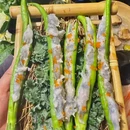 山喃·泰Bistro山野泰式火锅 - 长沙市旅游 缩略图 9
