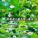 大夫山森林公园 - 广州市旅游 缩略图 1