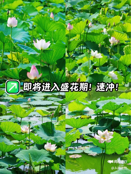 大夫山森林公园 - 广州市旅游