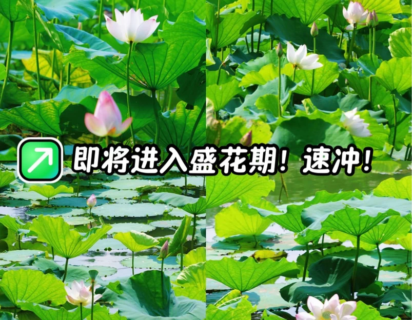 大夫山森林公园 - 广州市旅游 1