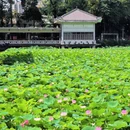 荔湾湖公园 - 广州市旅游 缩略图 3