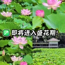 荔湾湖公园 - 广州市旅游 缩略图 1