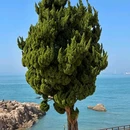 海之恋Park - 青岛市旅游 缩略图 9