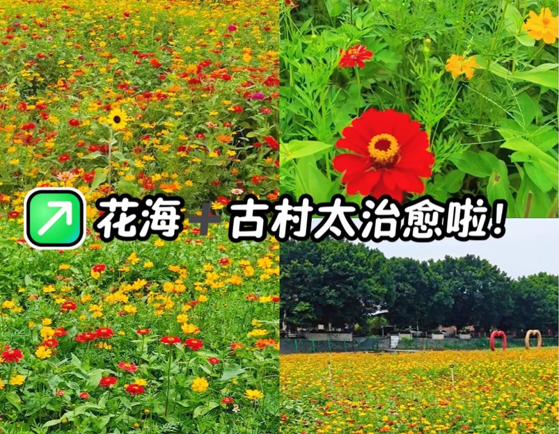 七彩花田生态园 - 佛山旅游 1