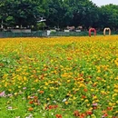 七彩花田生态园 - 佛山旅游 缩略图 8