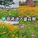 白云湖公园 - 岳阳市旅游 缩略图 1