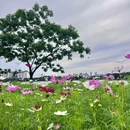 白云湖公园 - 岳阳市旅游 缩略图 7